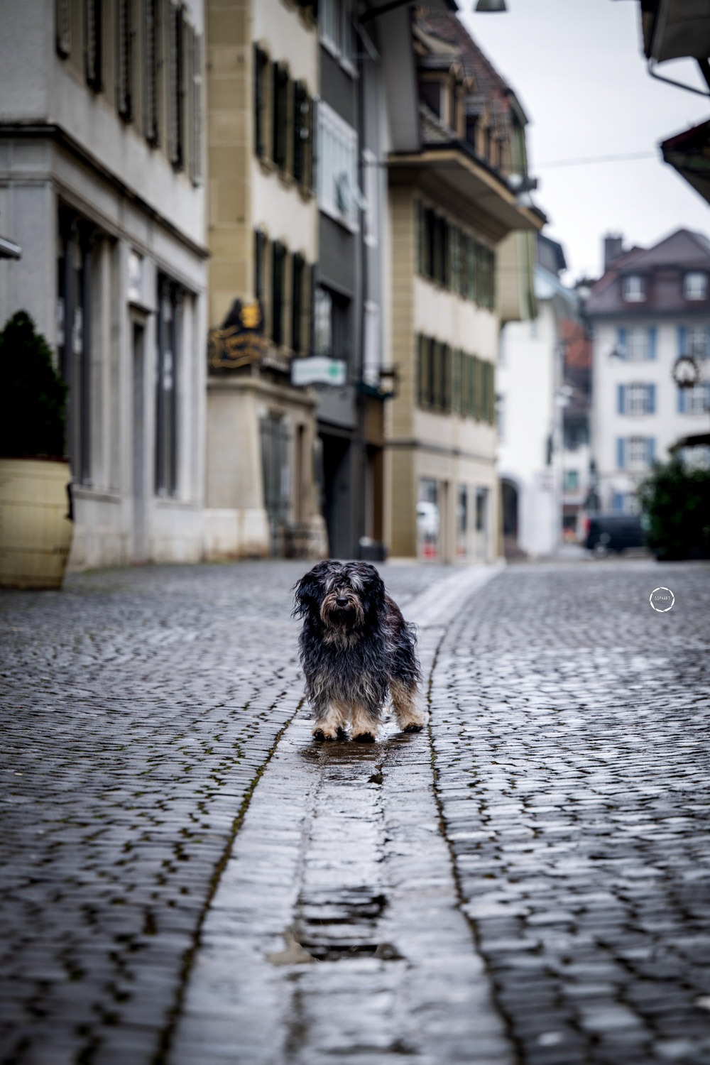 Sophart Photography Hunde Fotoshooting