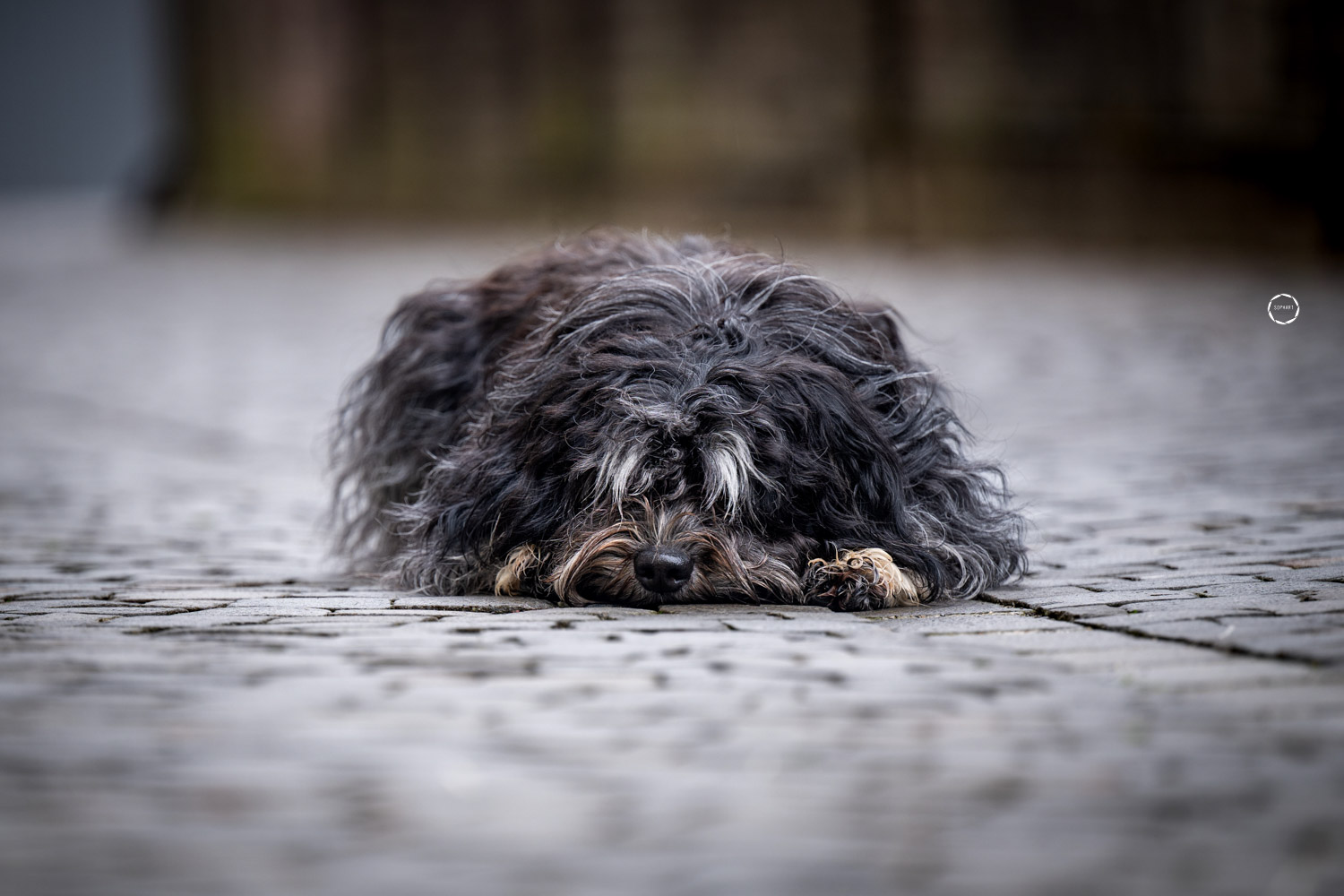 Sophart Photography Hunde Fotoshooting