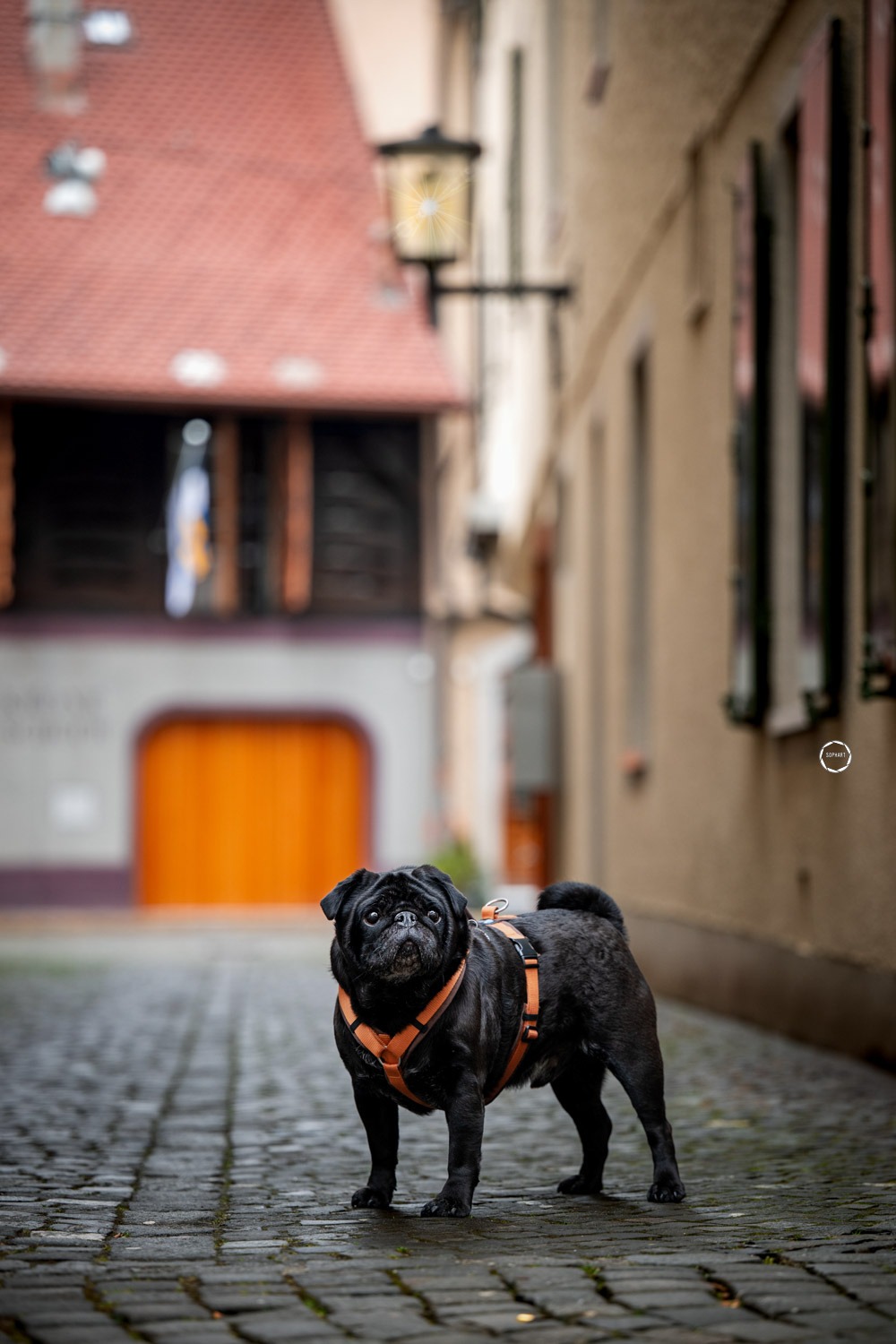 Sophart Photography Hunde Fotoshooting