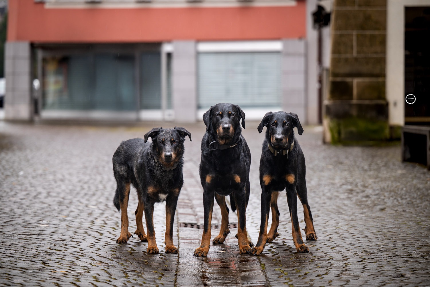 Sophart Photography Hunde Fotoshooting