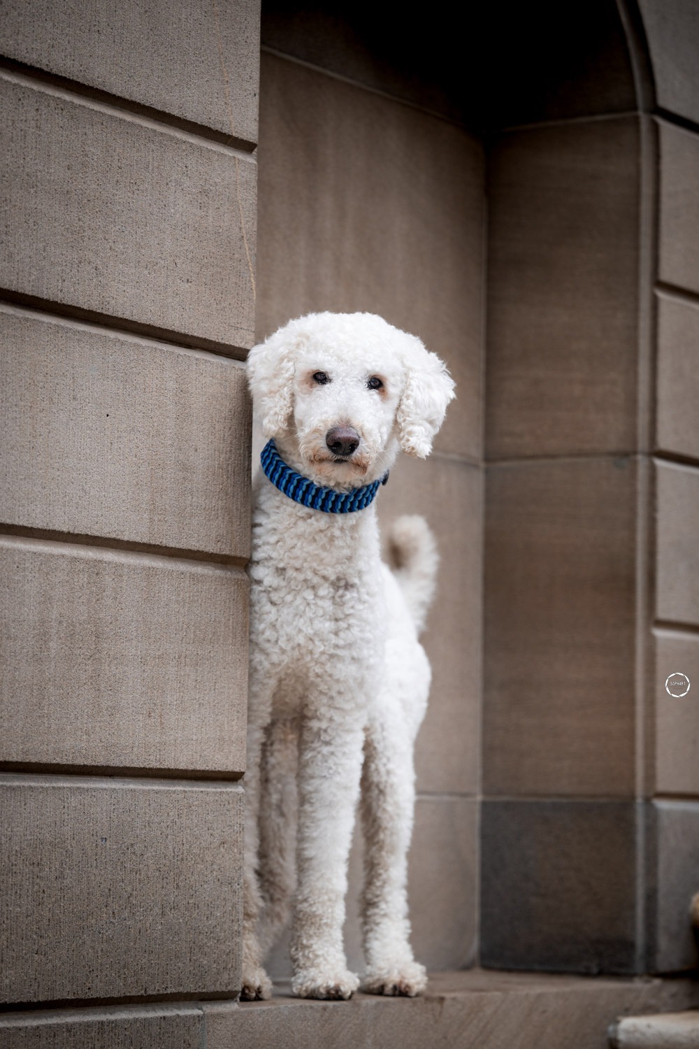 Sophart Photography Hunde Fotoshooting