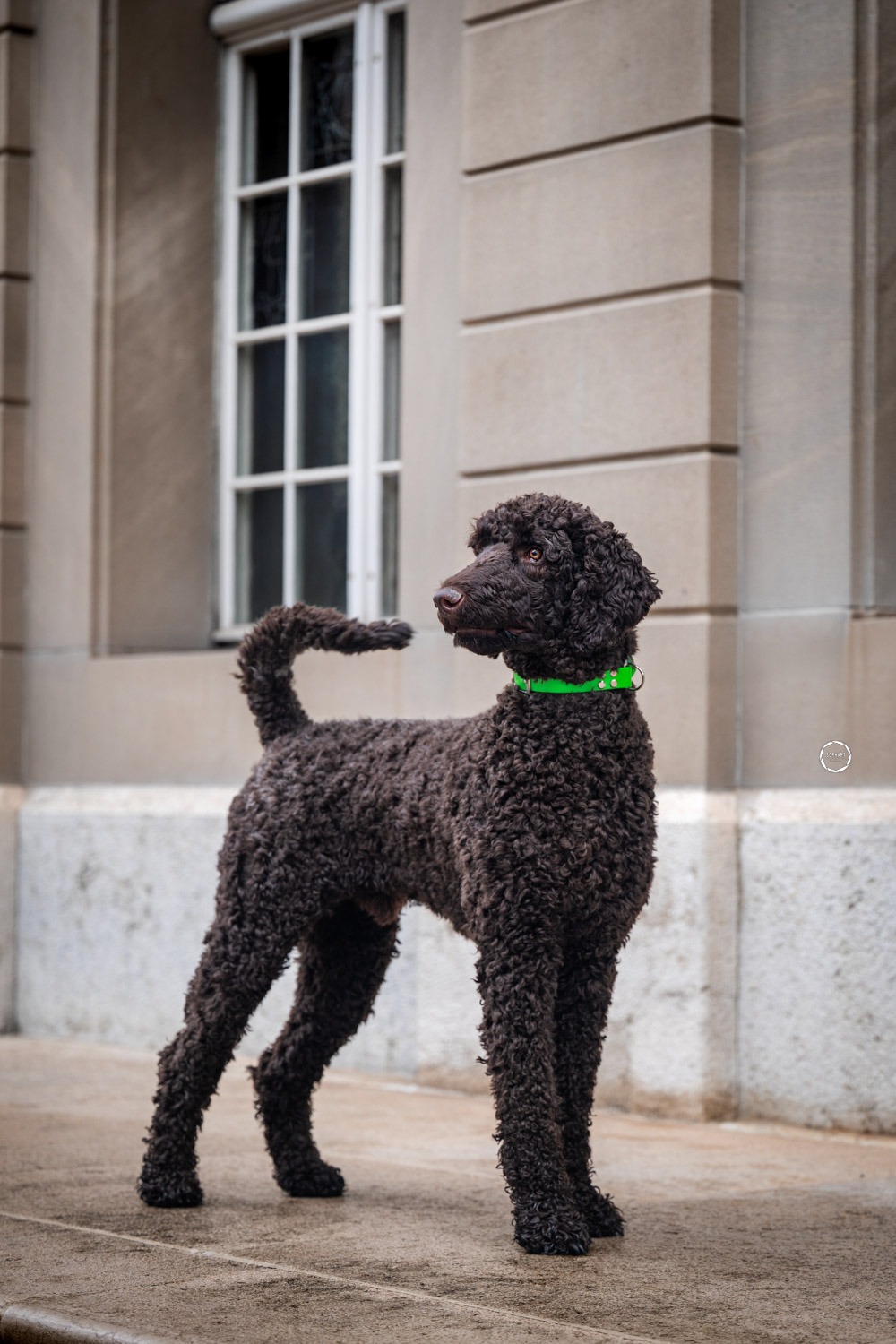 Sophart Photography Hunde Fotoshooting