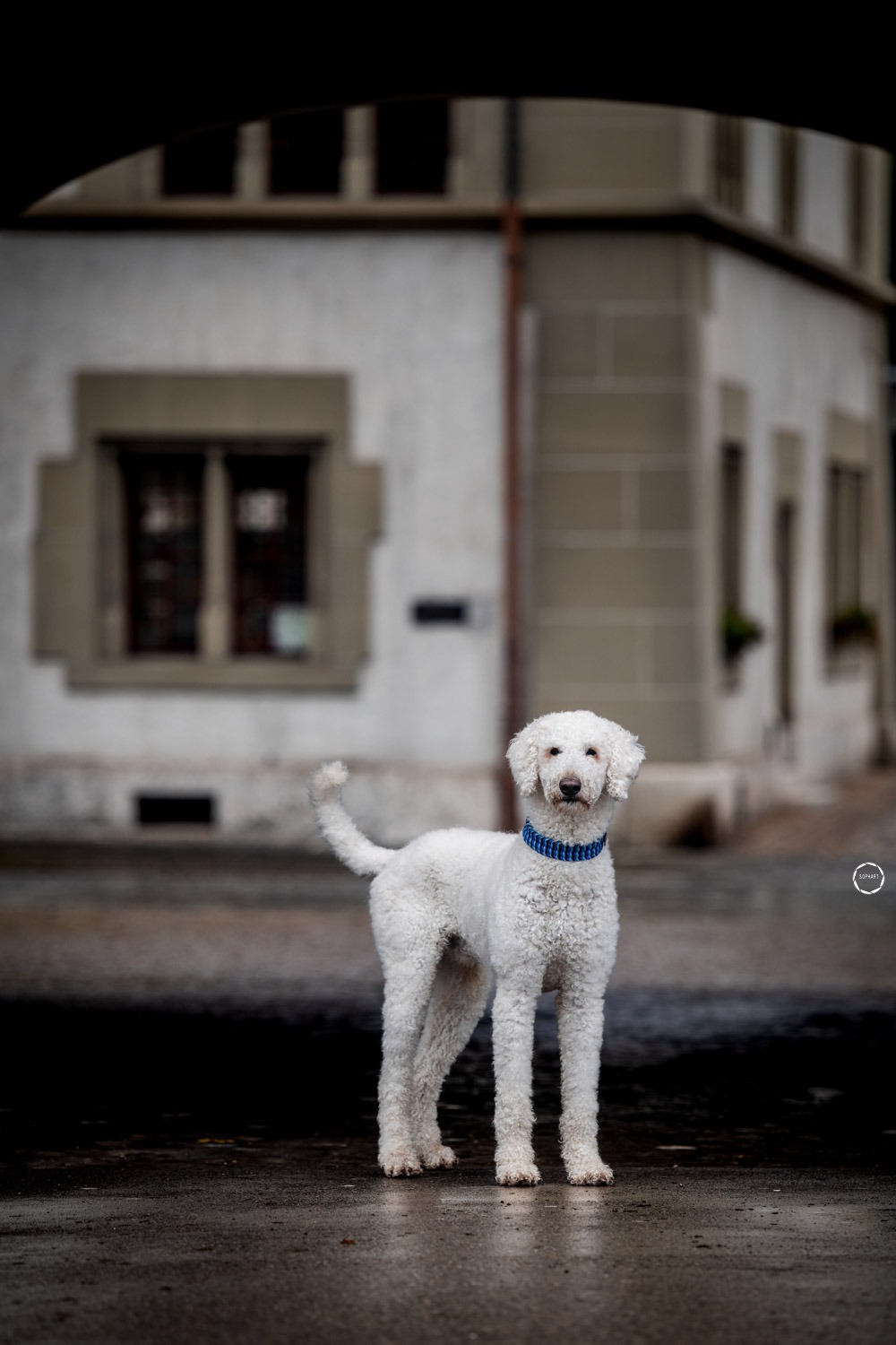 Sophart Photography Hunde Fotoshooting