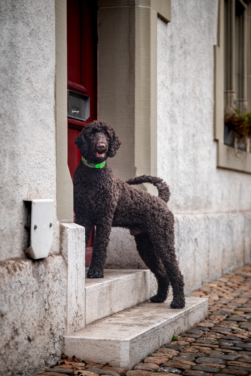 Sophart Photography Hunde Fotoshooting