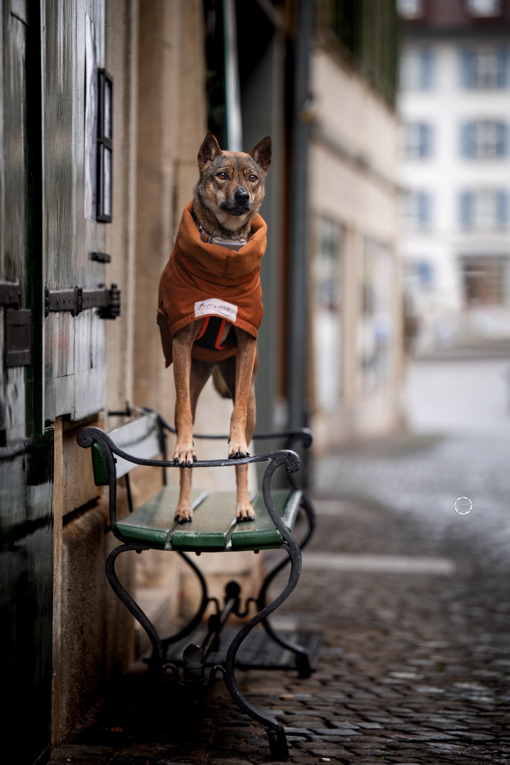 Sophart Photography Hunde Fotoshooting