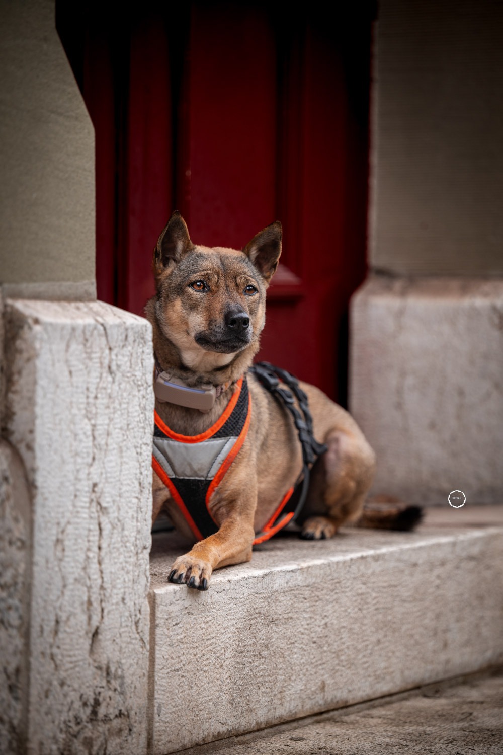 Sophart Photography Hunde Fotoshooting