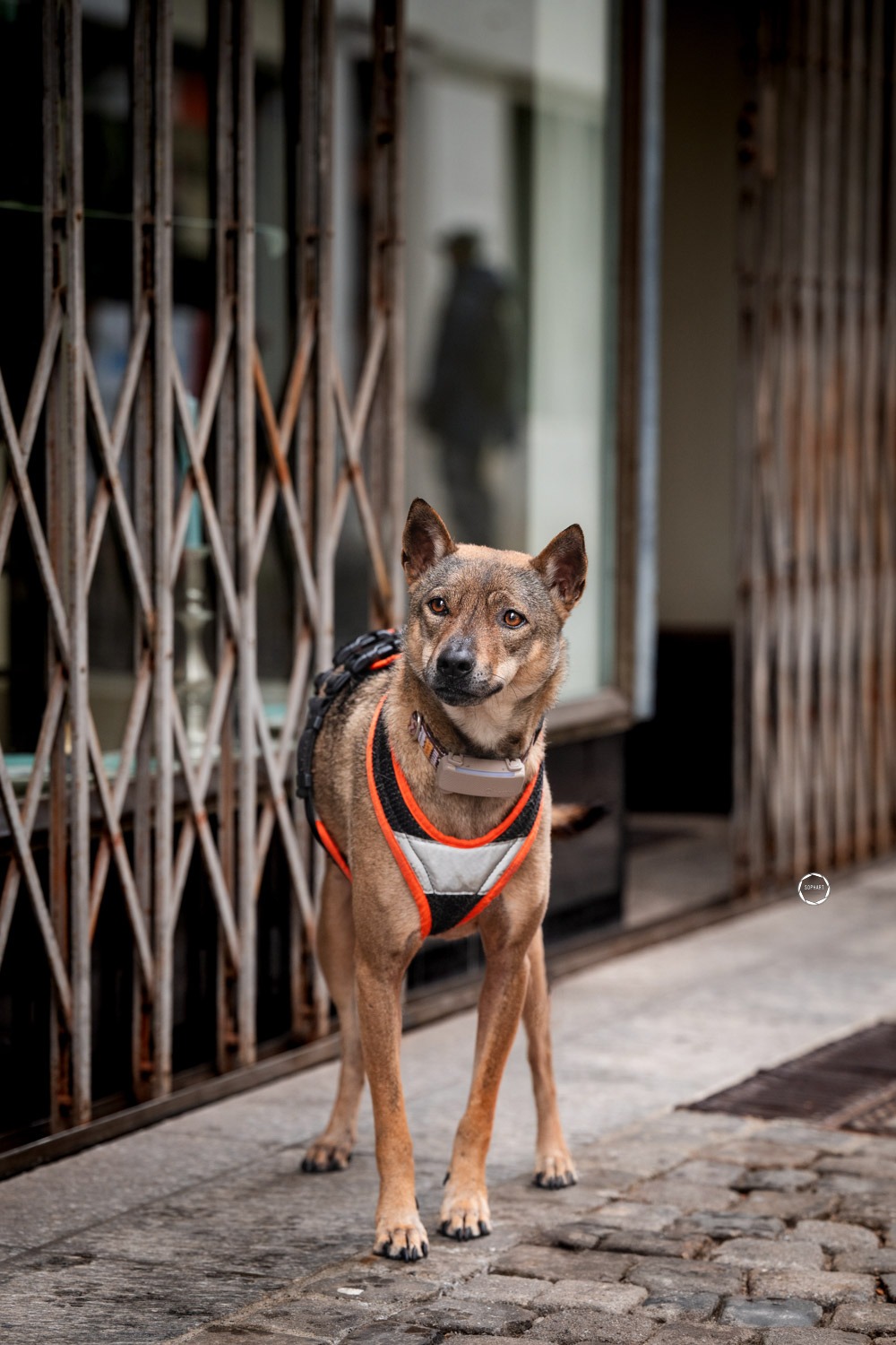 Sophart Photography Hunde Fotoshooting