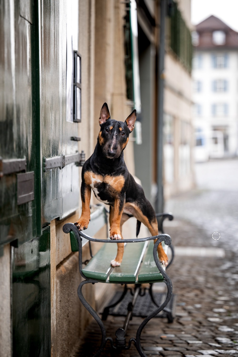 Sophart Photography Hunde Fotoshooting