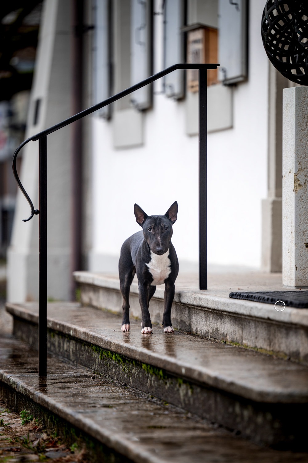 Sophart Photography Hunde Fotoshooting