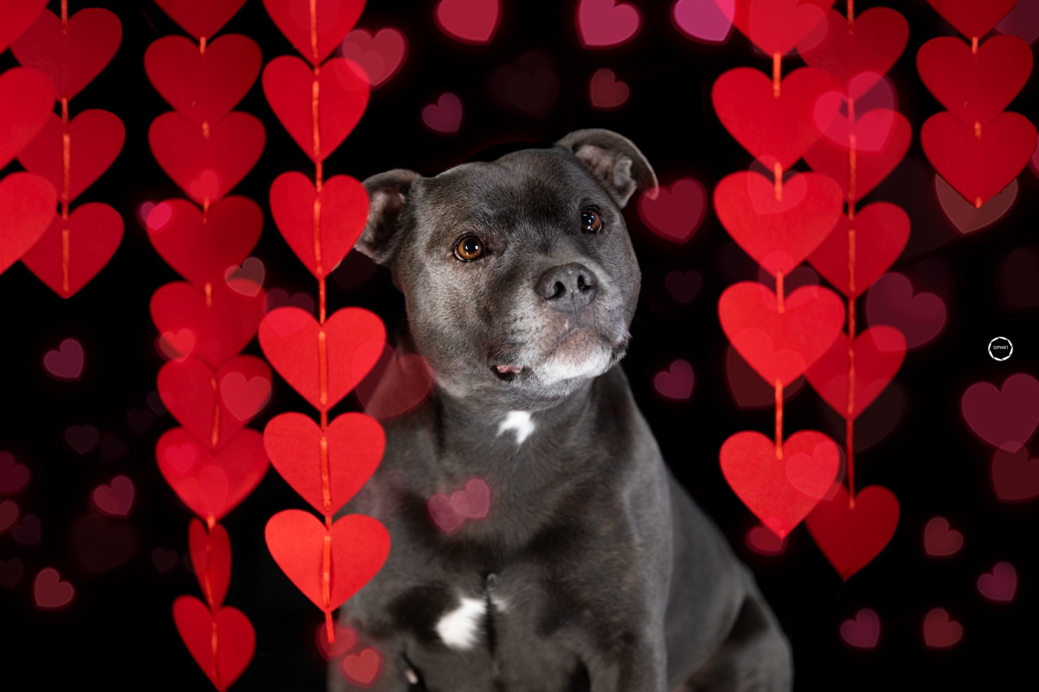 Sophart Photography Hunde Fotografie im Studio