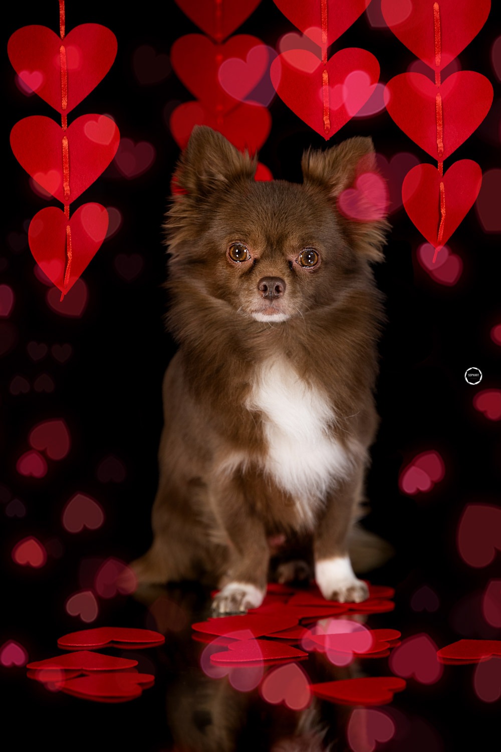 Sophart Photography Hunde Fotografie im Studio