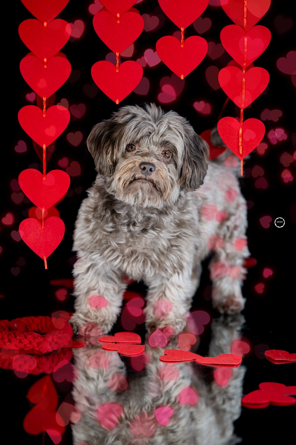 Sophart Photography Hunde Fotografie im Studio