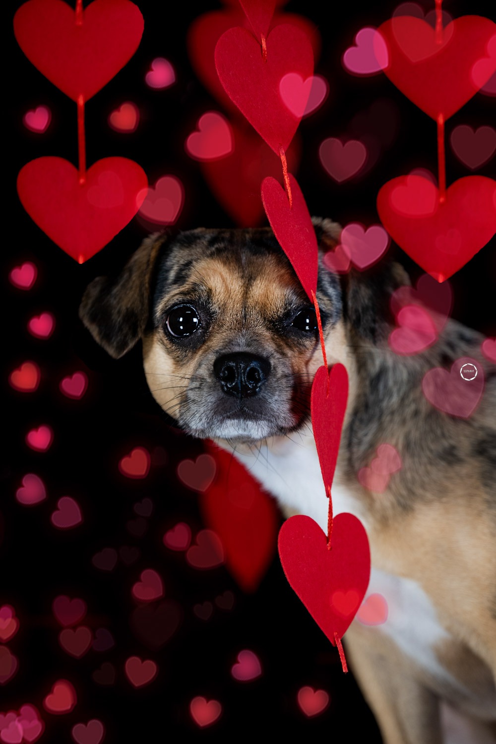 Sophart Photography Hunde Fotografie im Studio