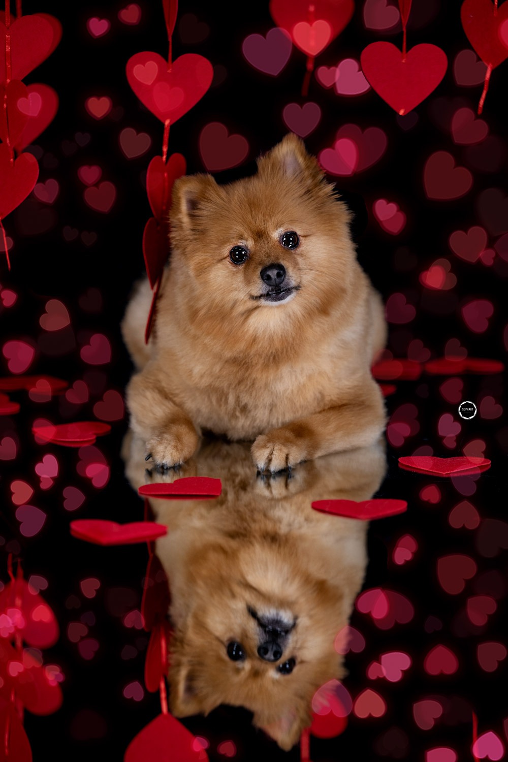 Sophart Photography Hunde Fotografie im Studio