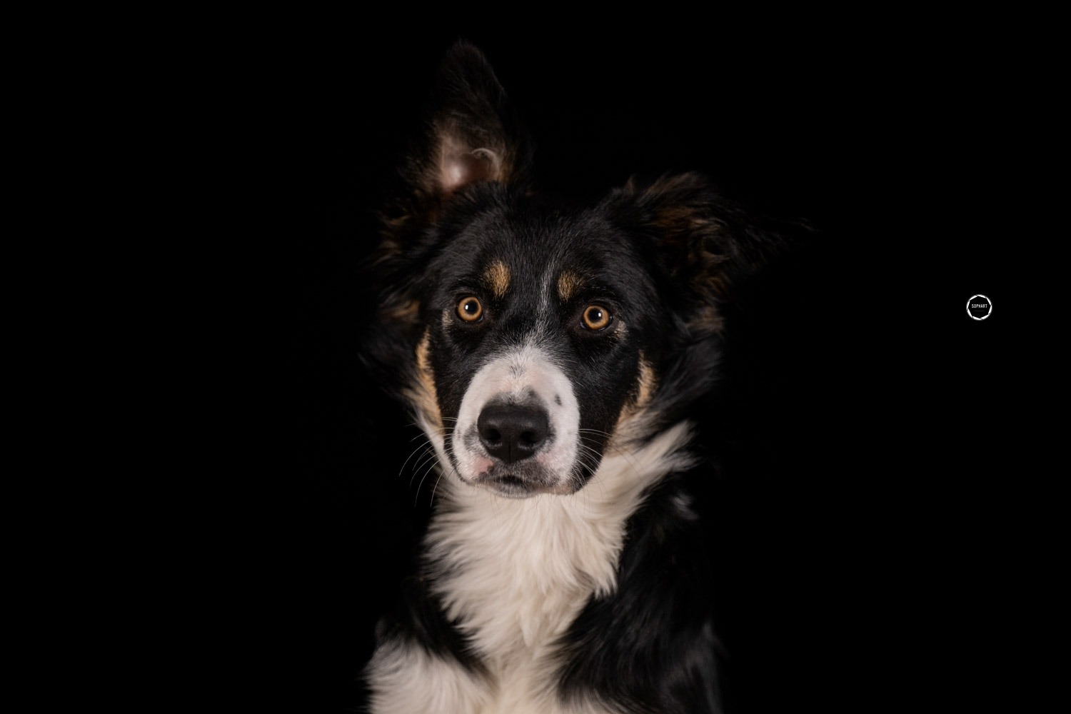 Sophart Photography Hunde Fotografie im Studio