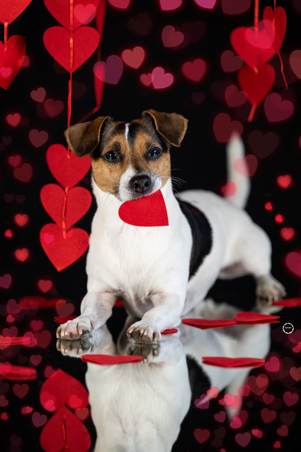 Sophart Photography Hunde Fotografie im Studio