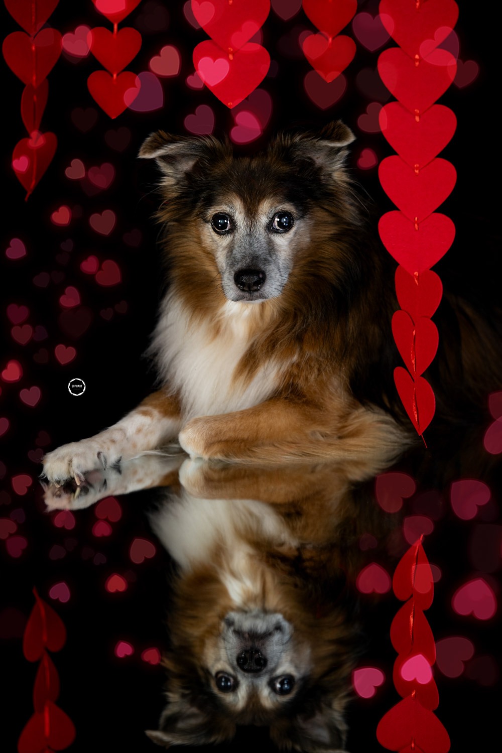 Sophart Photography Hunde Fotografie im Studio