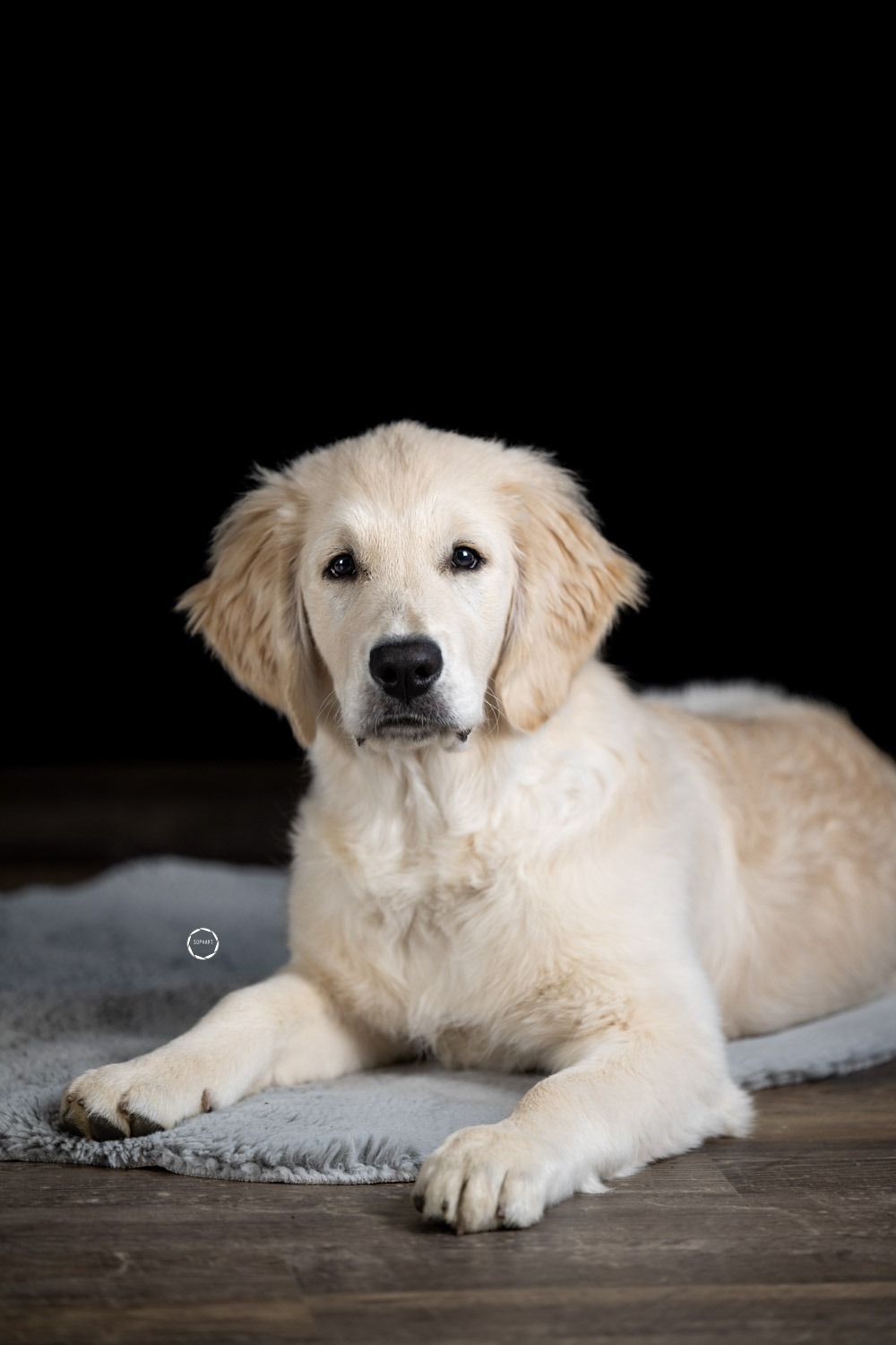 Sophart Photography Welpen Fotografie im Studio