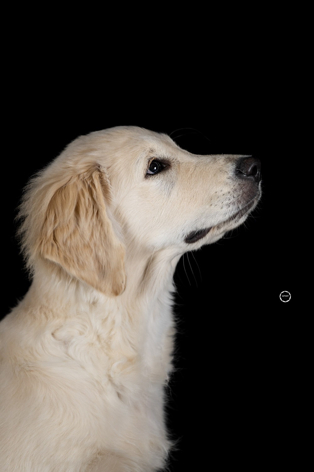 Sophart Photography Welpen Fotografie im Studio
