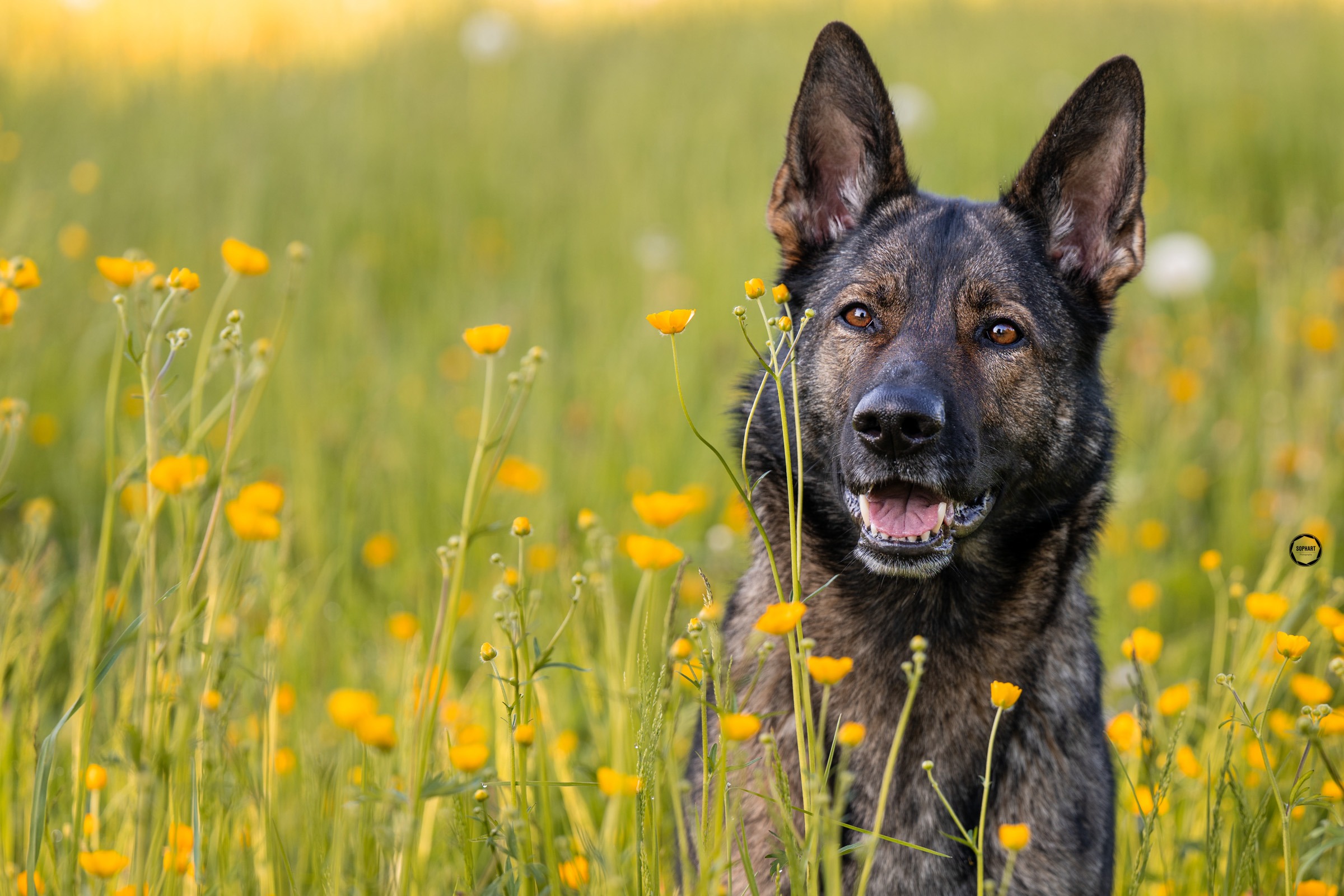 Sophart Photography Hundefotografie Angebote – Outdoor & Studio