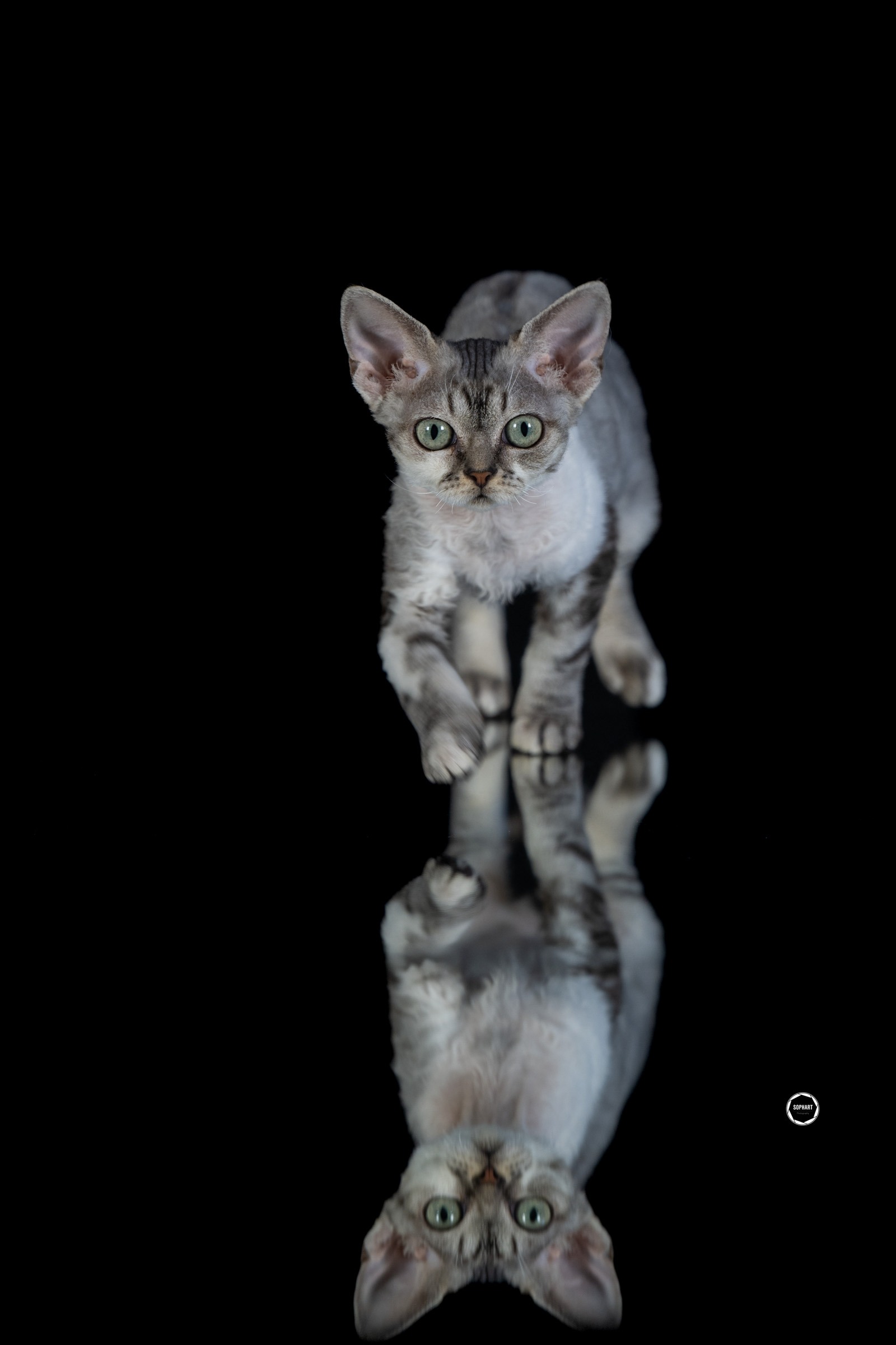 Sophart Photography Katzen Fotoshooting