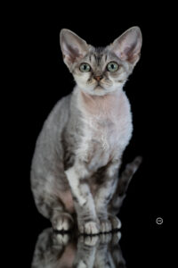 Sophart Photography Katzen Fotografie