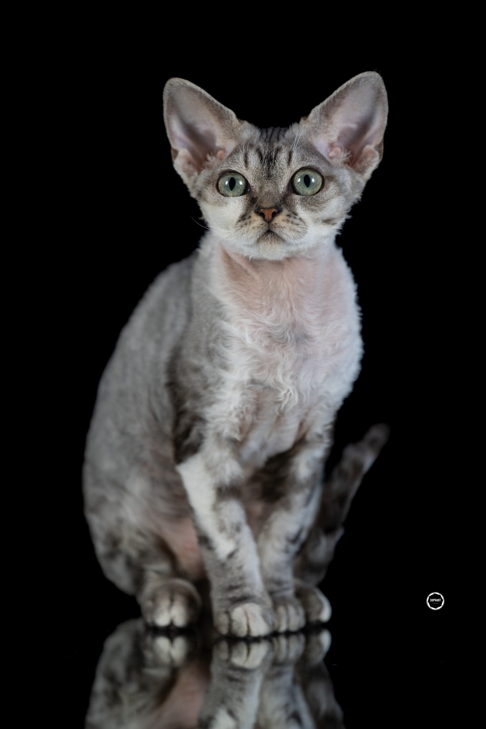 Sophart Photography Katzen Fotografie