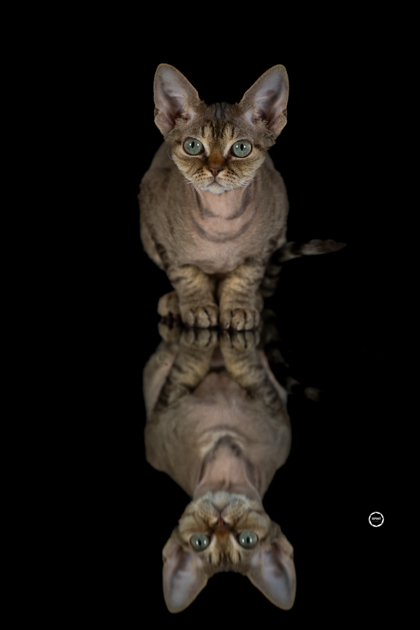 Sophart Photography Katzen Fotoshooting