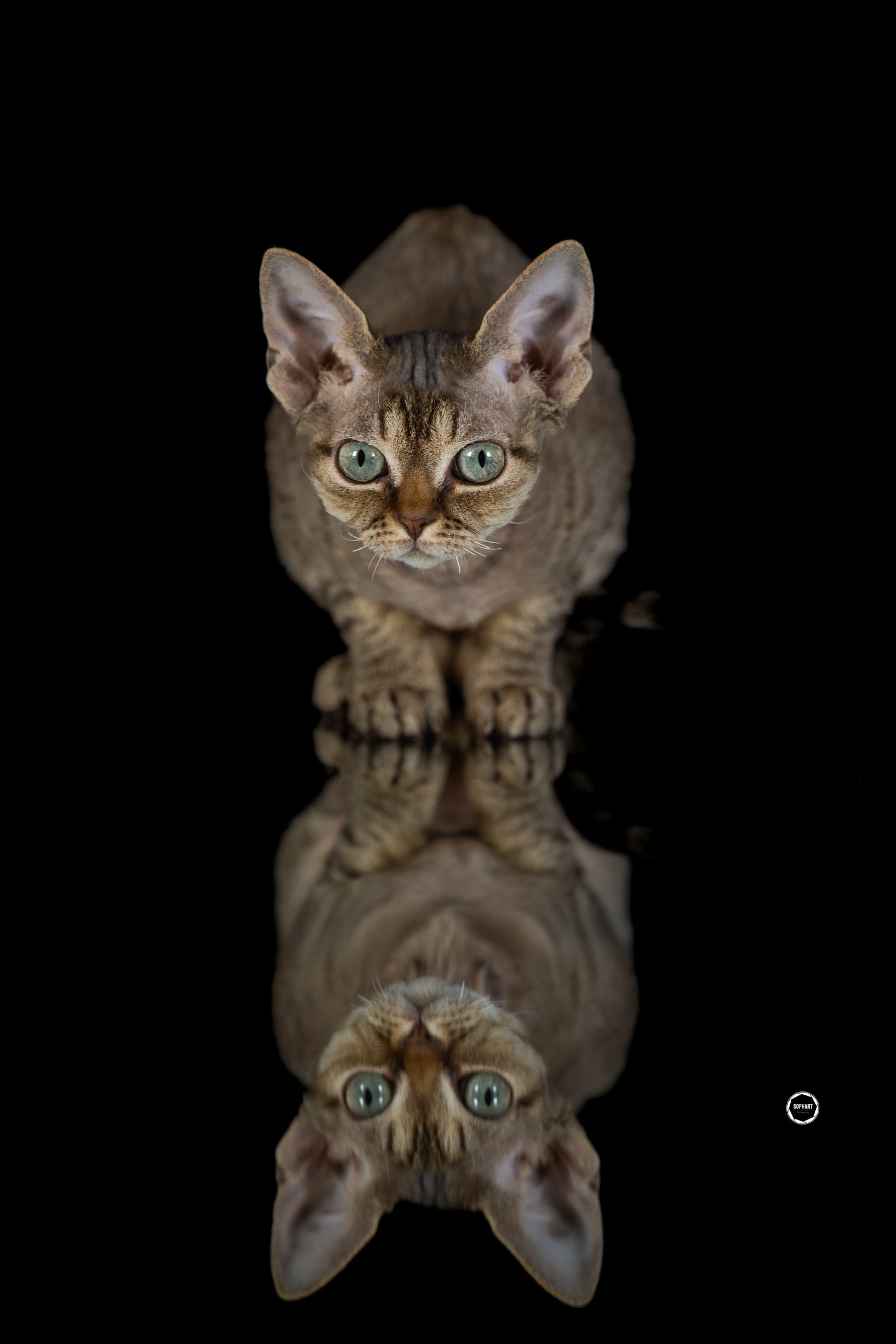 Sophart Photography Katzen Fotoshooting