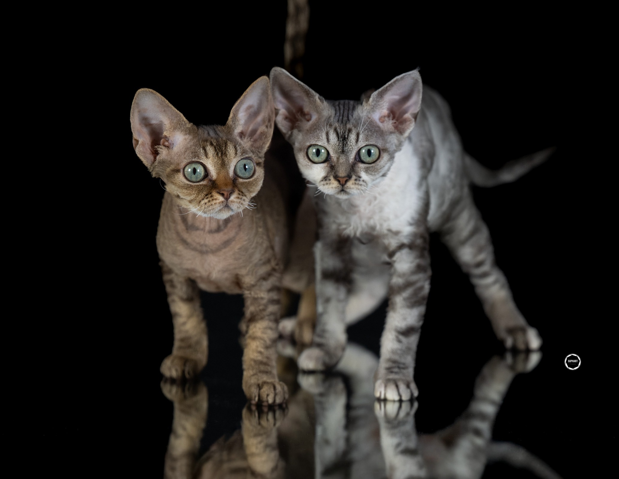 Sophart Photography Katzen Fotografie