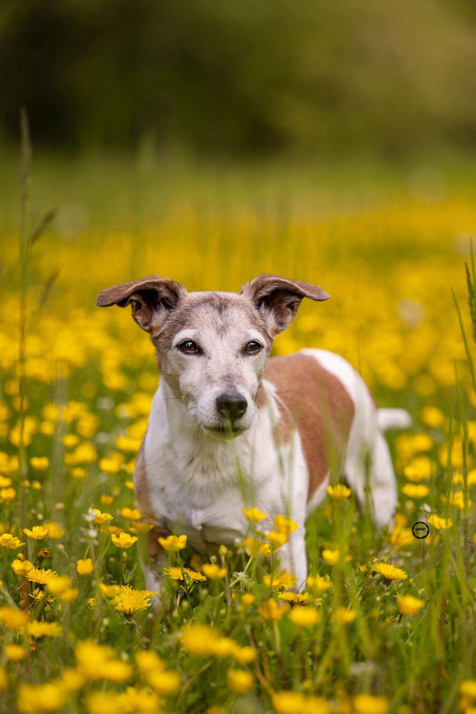 Sophart Photography Outdoor Hundefotografie