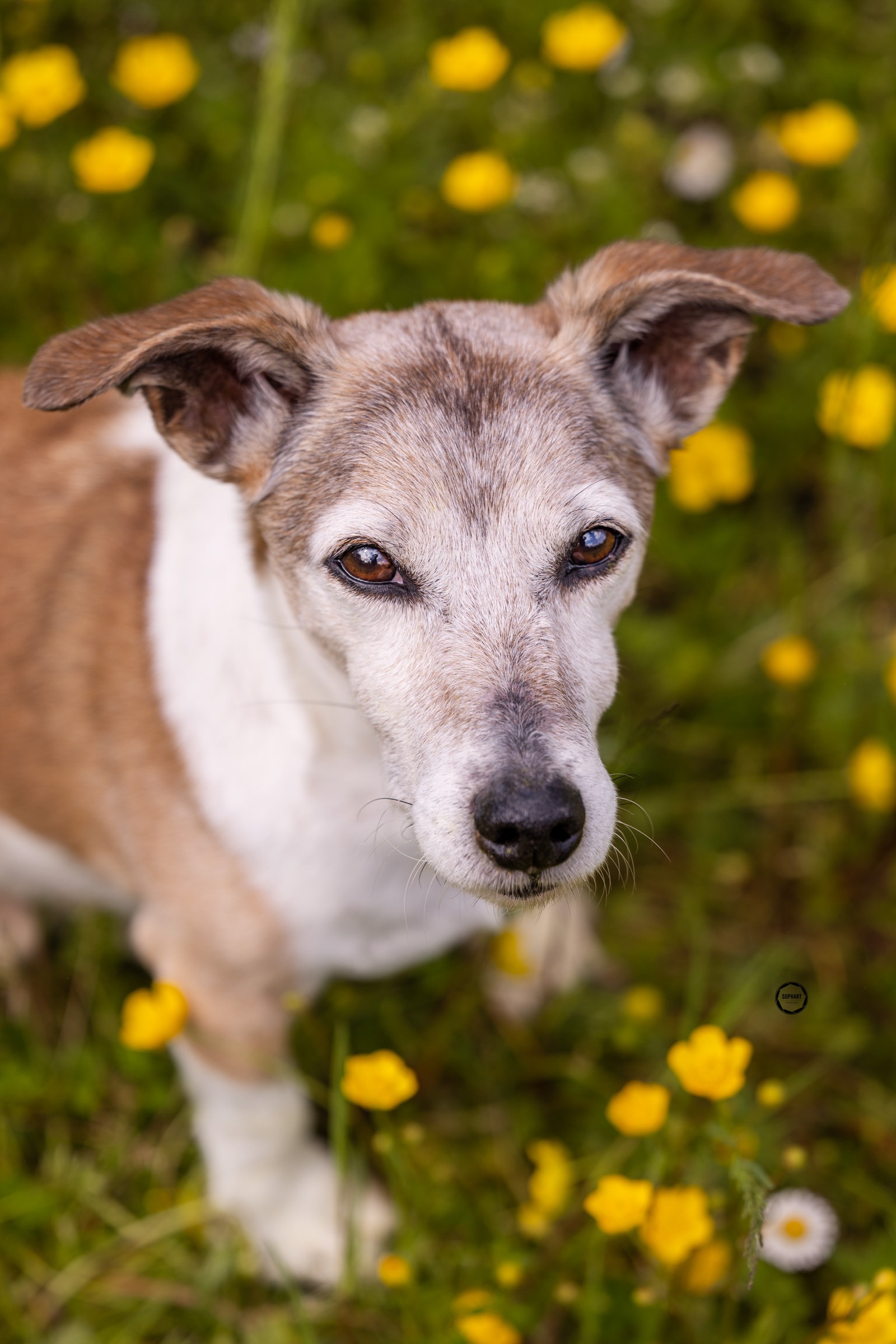 Sophart Photography Outdoor Hundefotografie