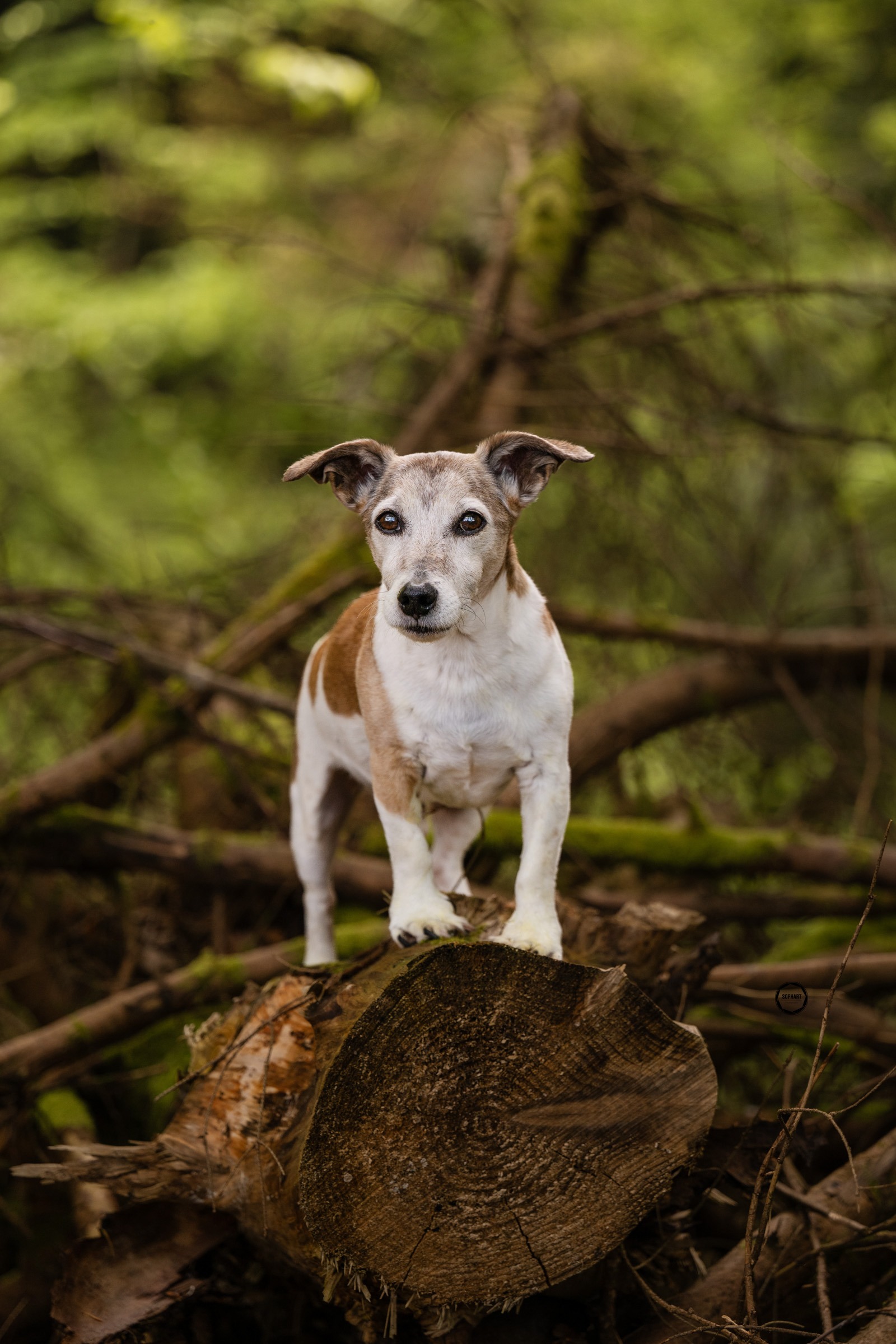 Sophart Photography Hundefotografie