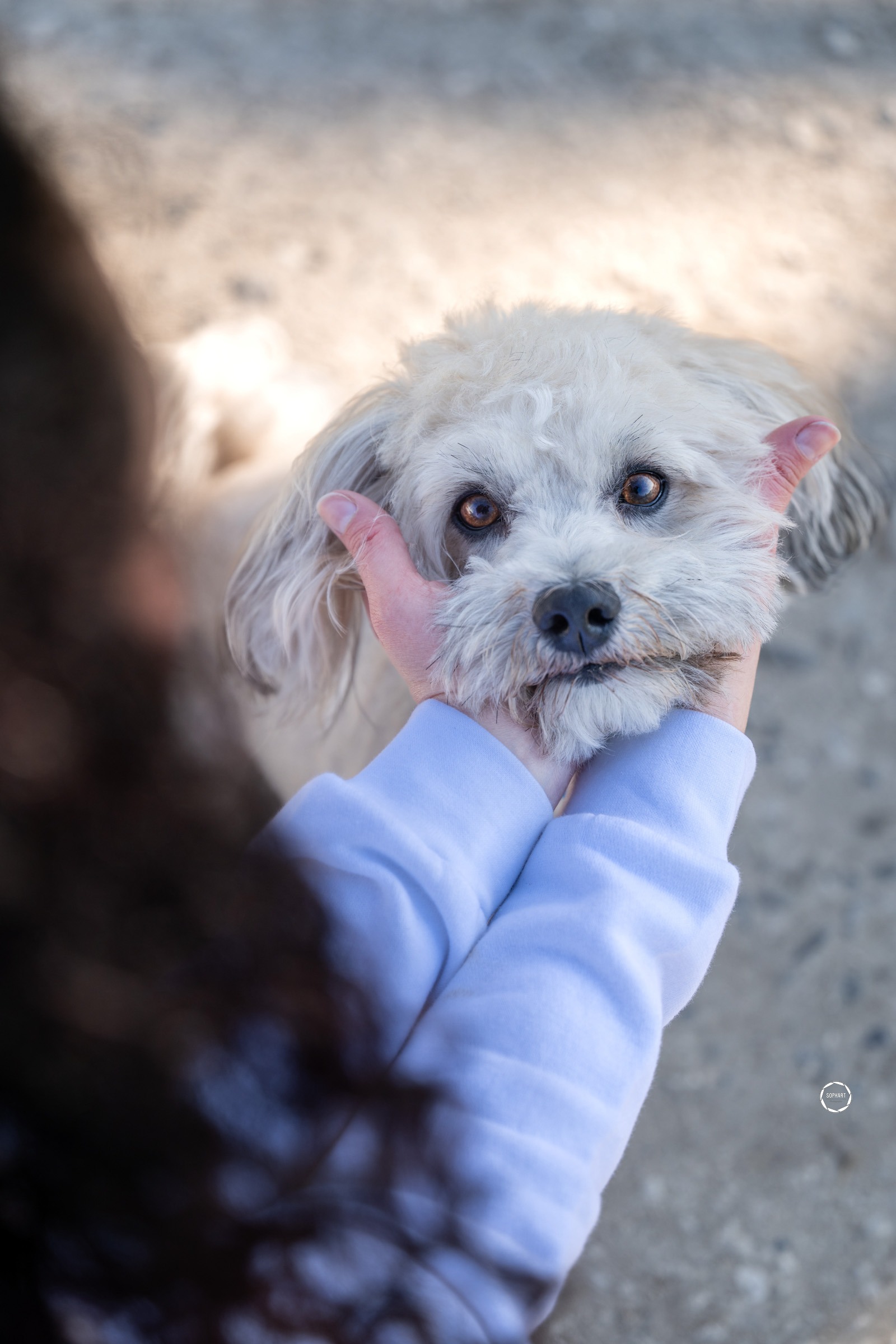 Sophart Photography Hunde Fotoshooting mit Besitzer
