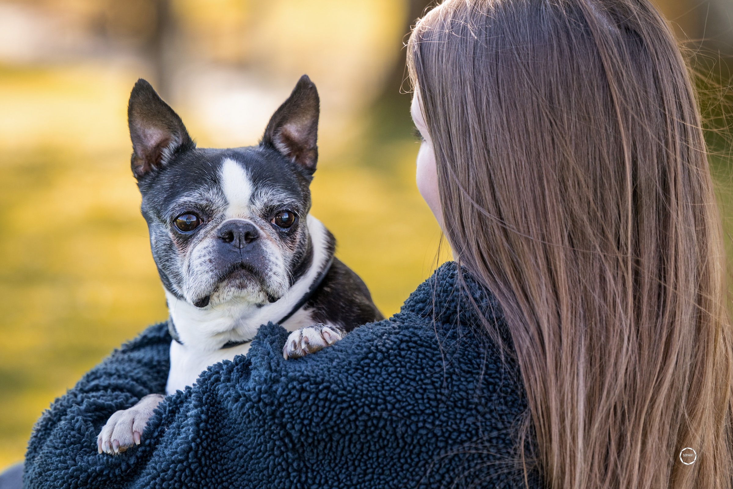 Sophart Photography Hundefotografie Angebote – Outdoor & Studio