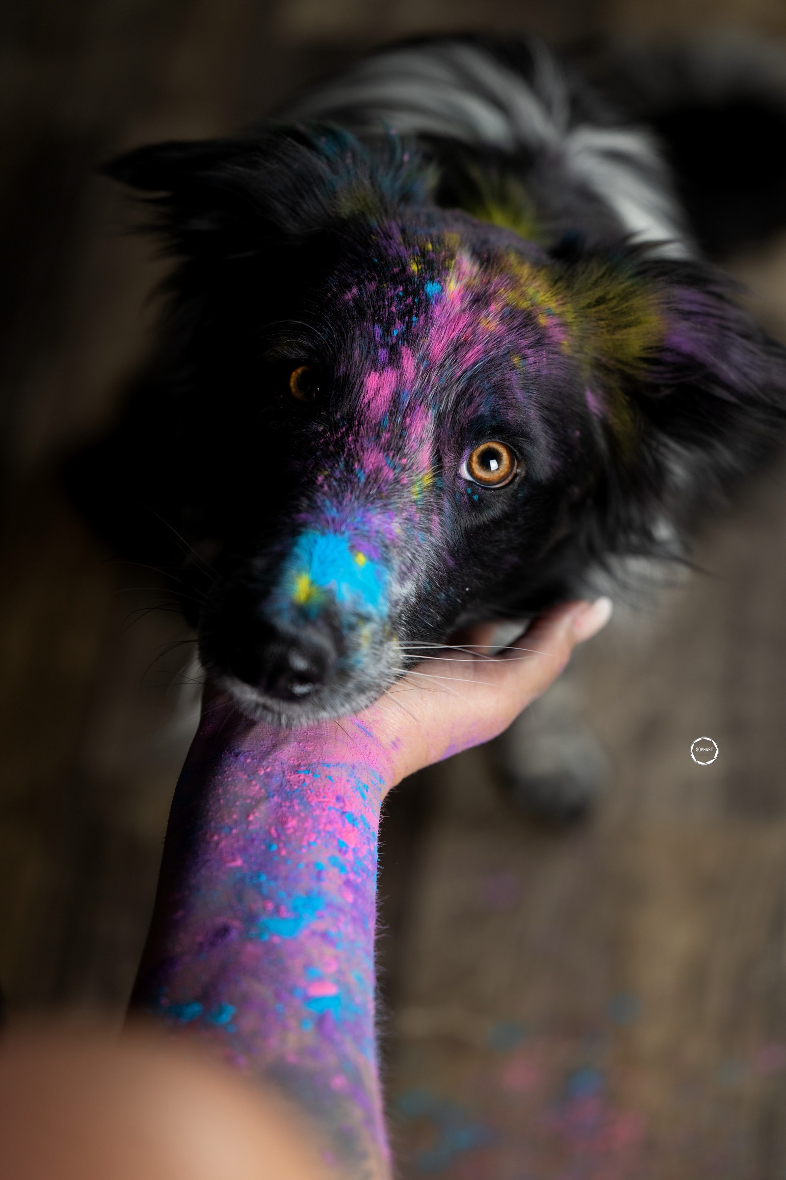 Sophart Photography Hunde Fotoshooting mit Besitzer