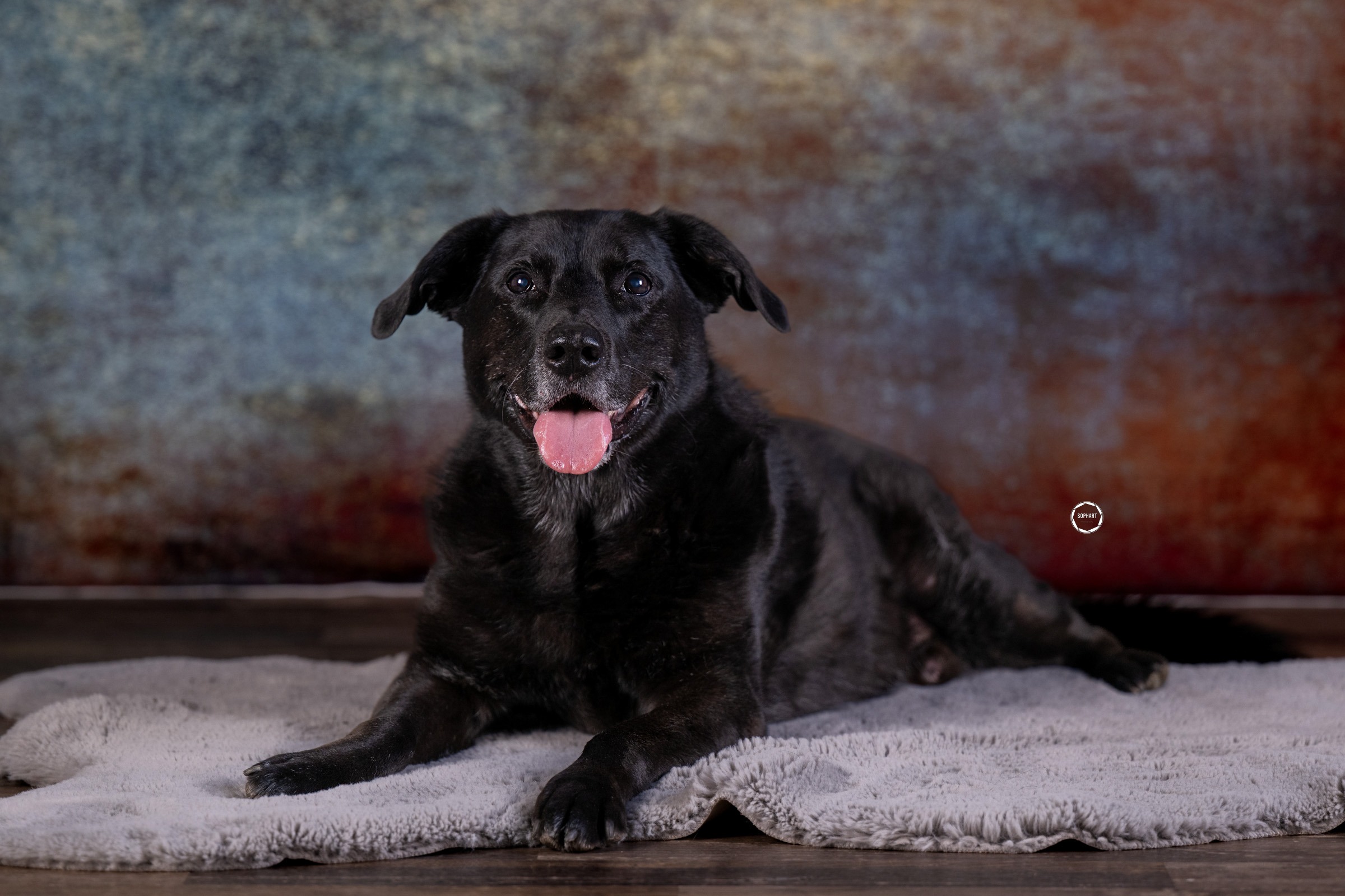 Sophart Photography Hunde Fotografie