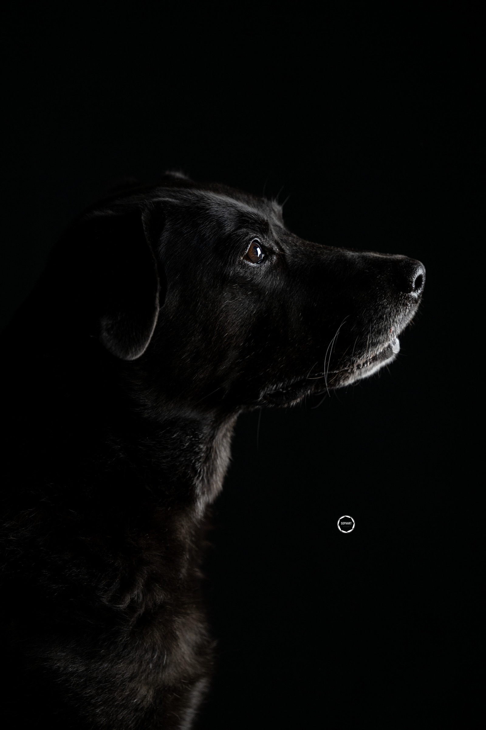 Sophart Photography Hunde Fotografie