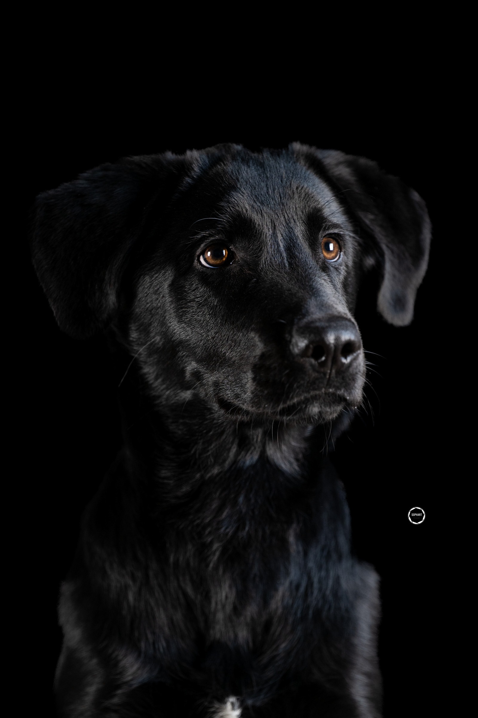 Sophart Photography Welpen Fotografie im Studio