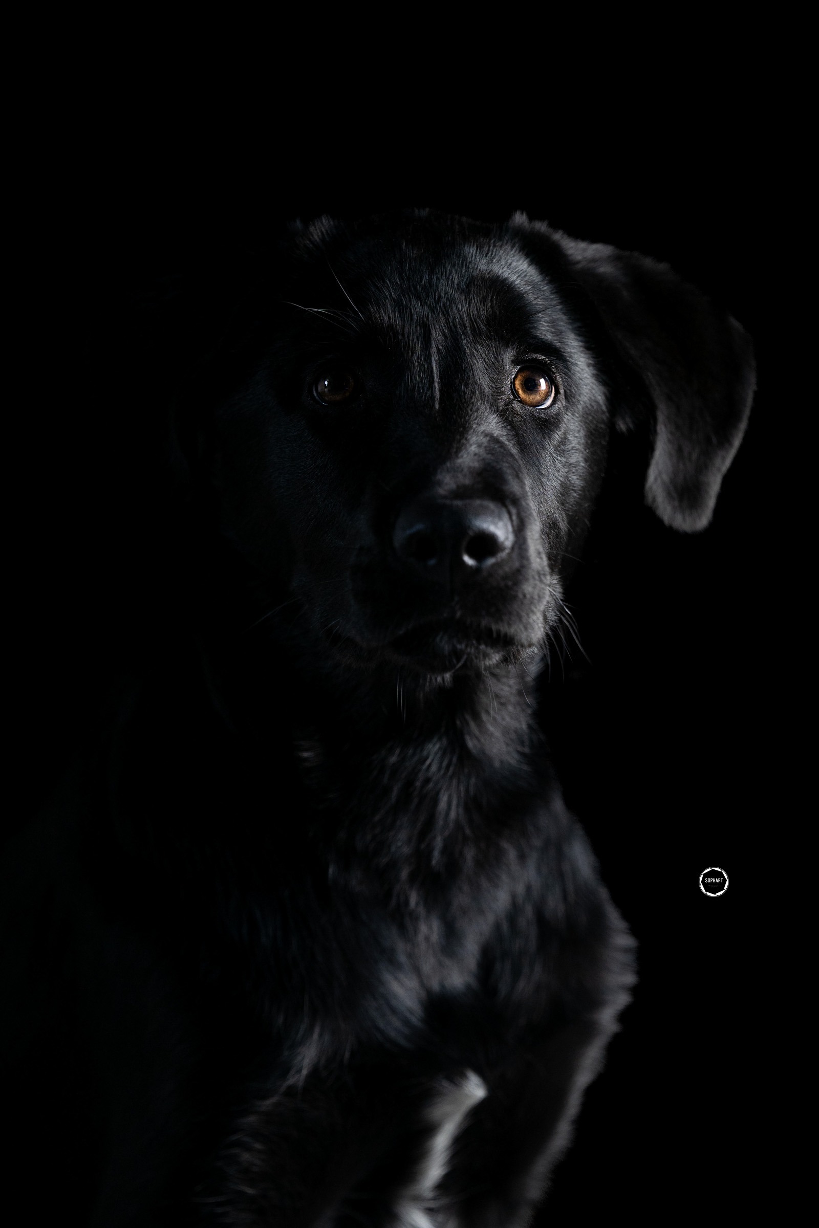 Sophart Photography Welpen Fotografie im Studio