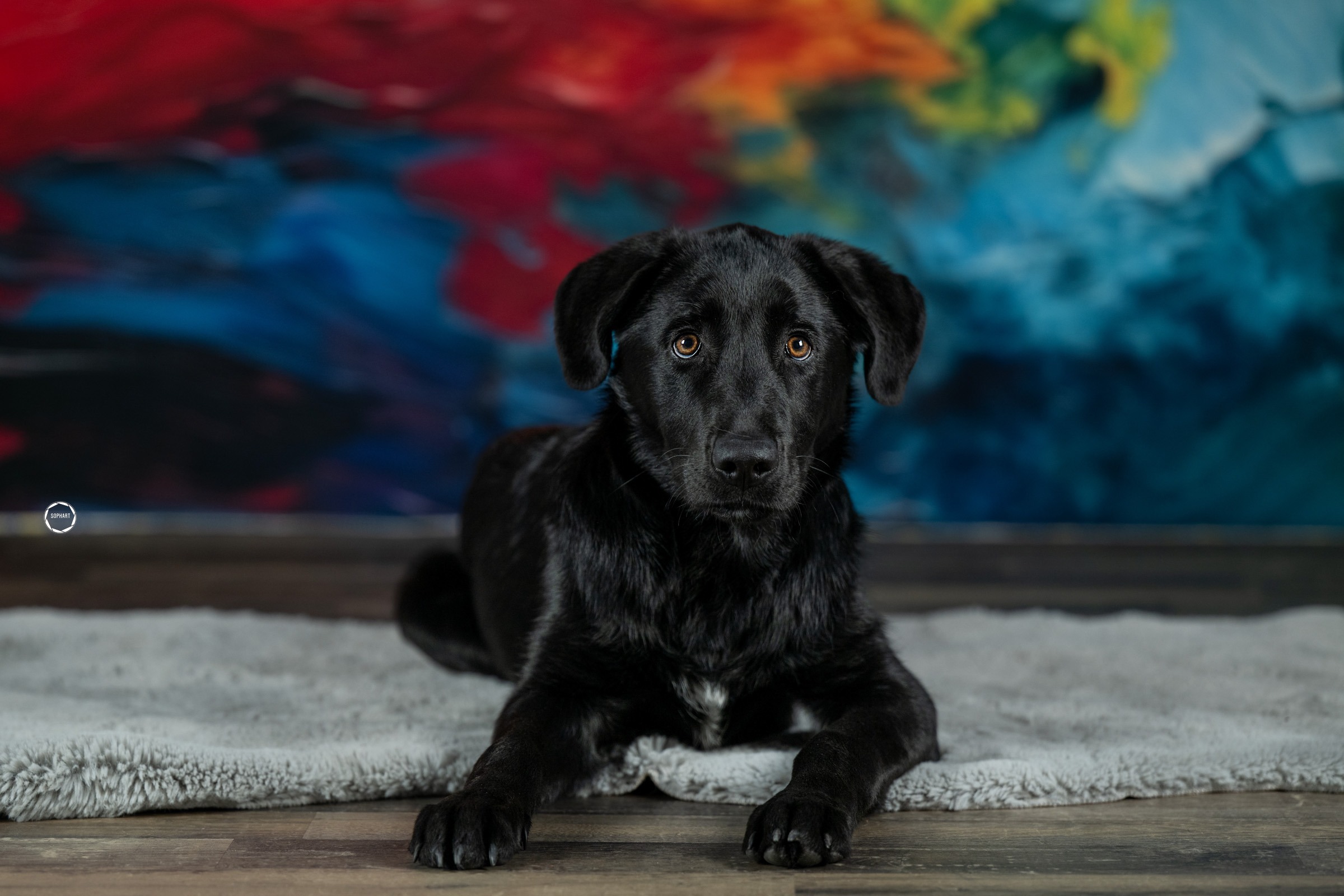 Sophart Photography Welpen Fotografie im Studio