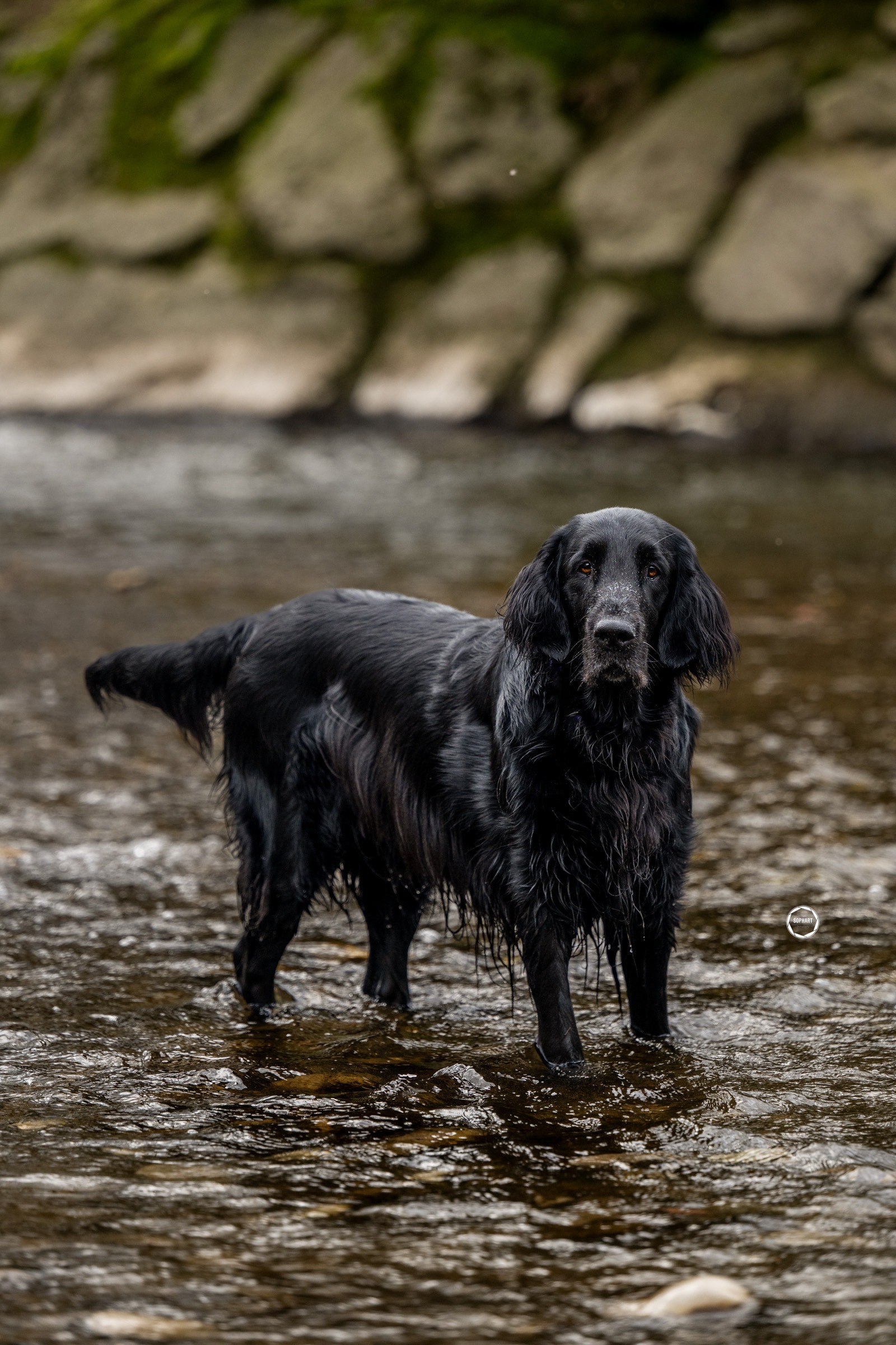 Sophart Photography Outdoor Hundefotografie