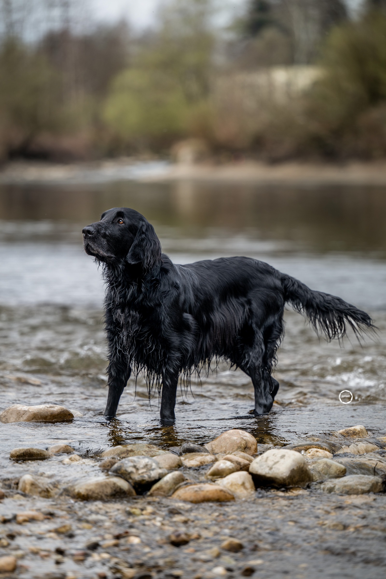 Sophart Photography Outdoor Hundefotografie