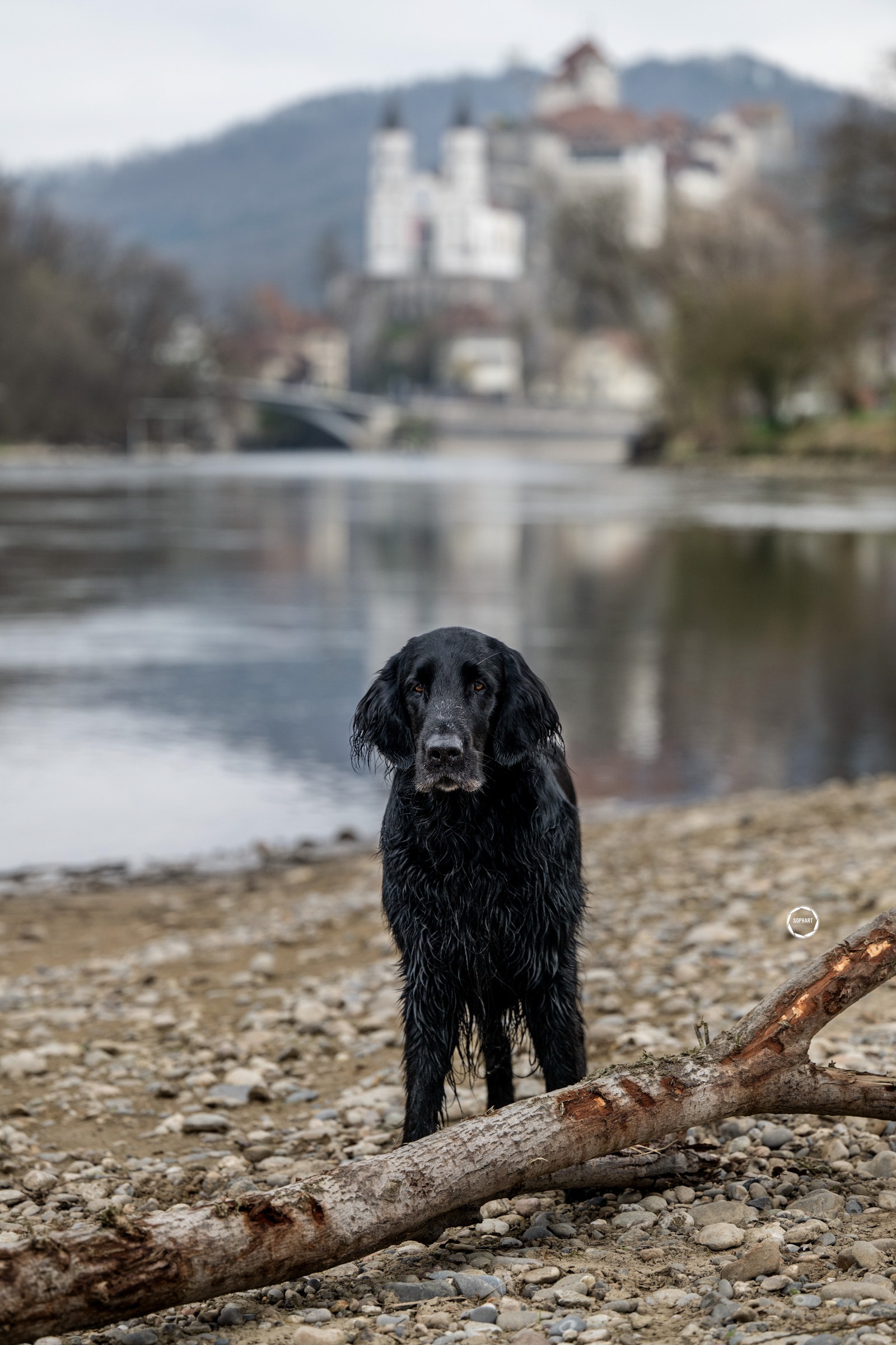 Sophart Photography Outdoor Hundefotografie