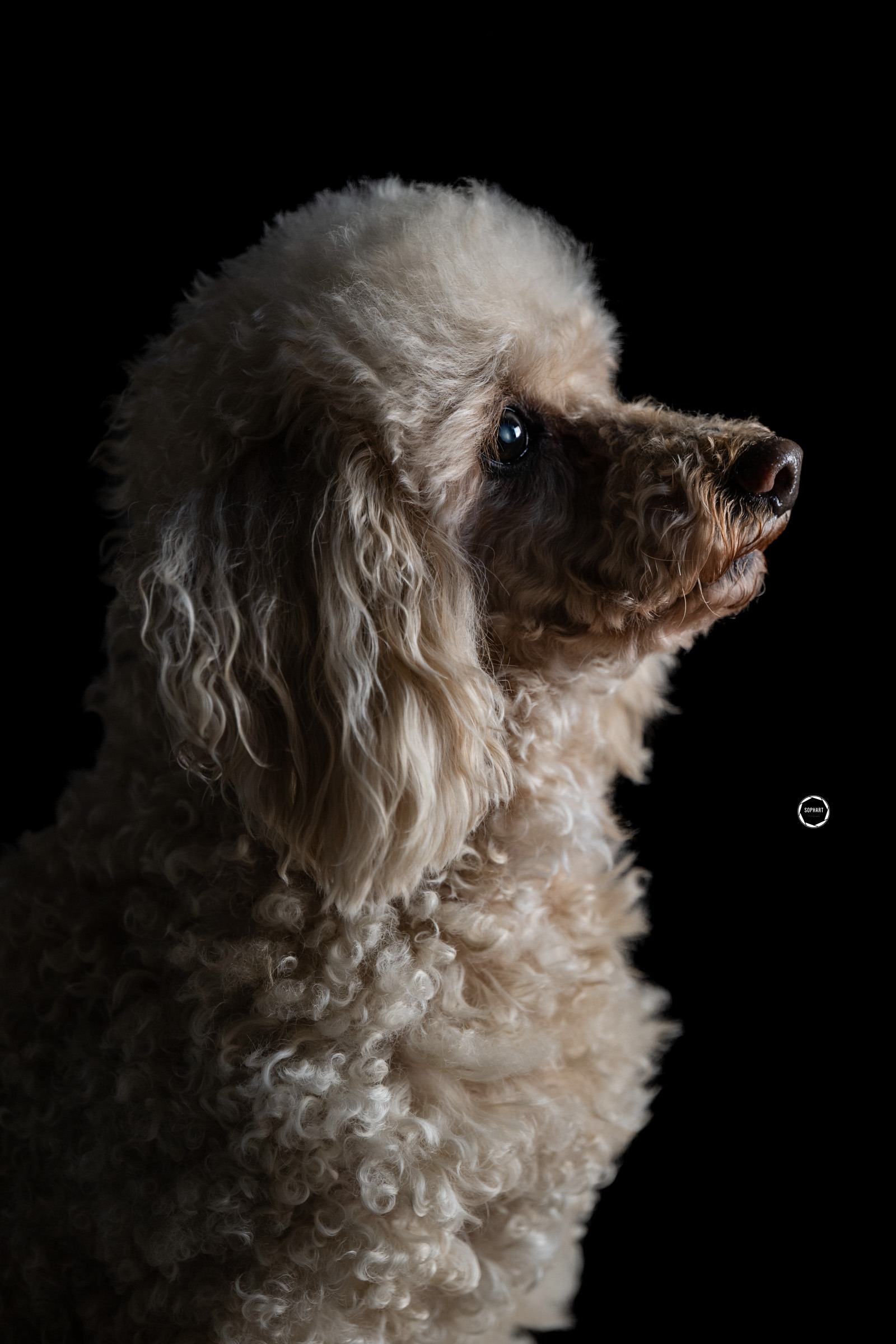 Sophart Photography Hunde Fotografie
