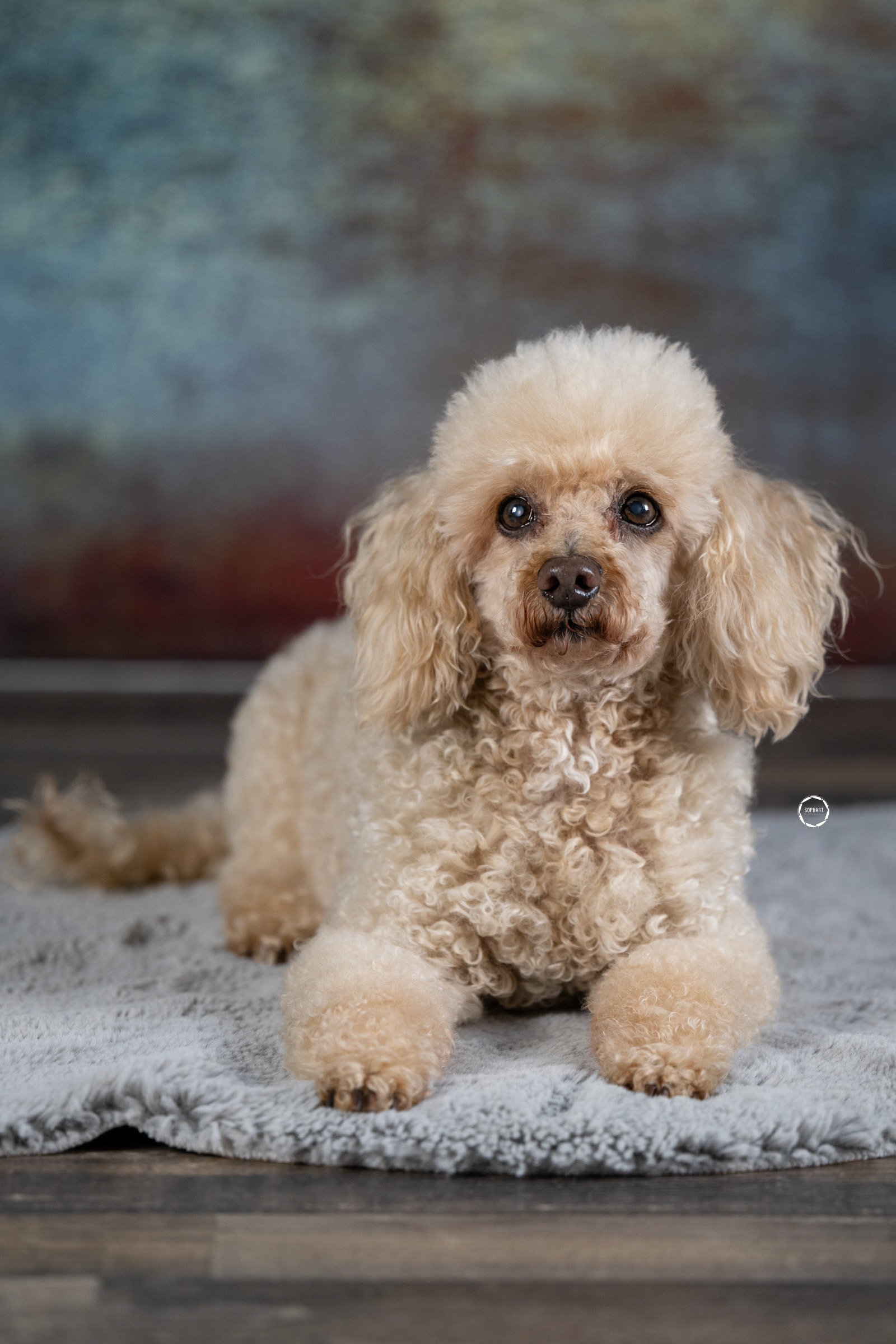Sophart Photography Hunde Fotografie