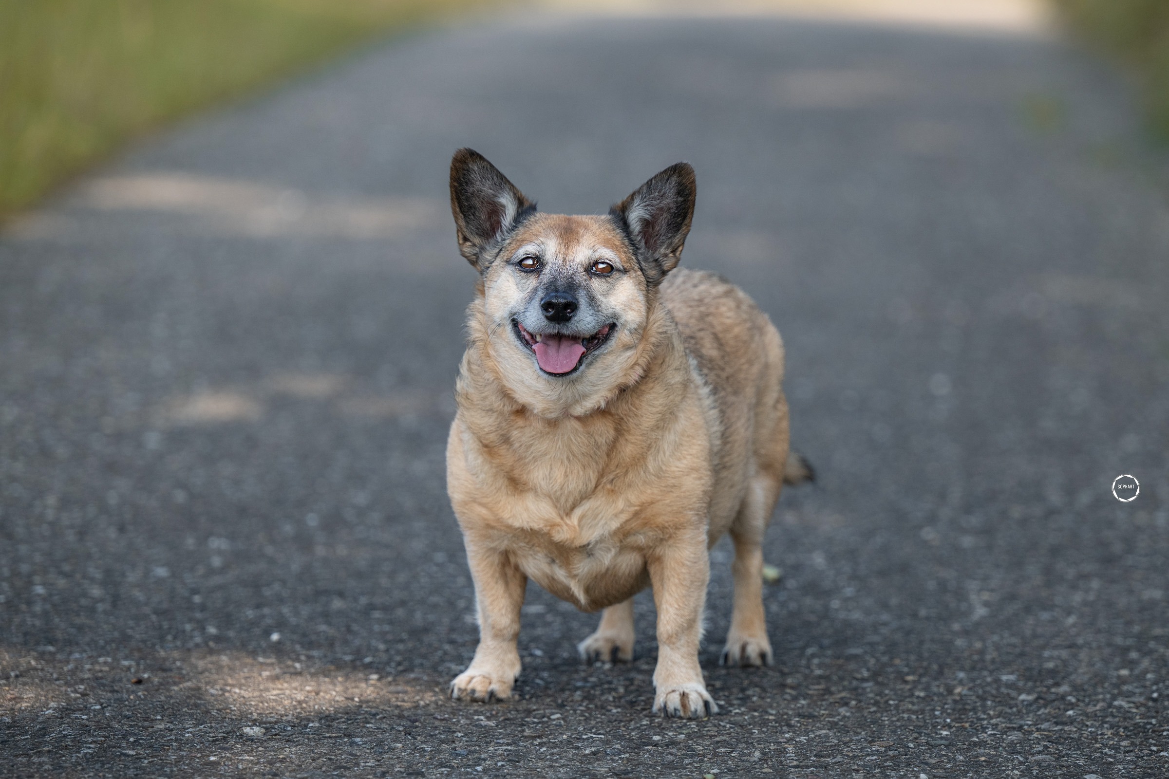Sophart Photography Outdoor Hundefotografie
