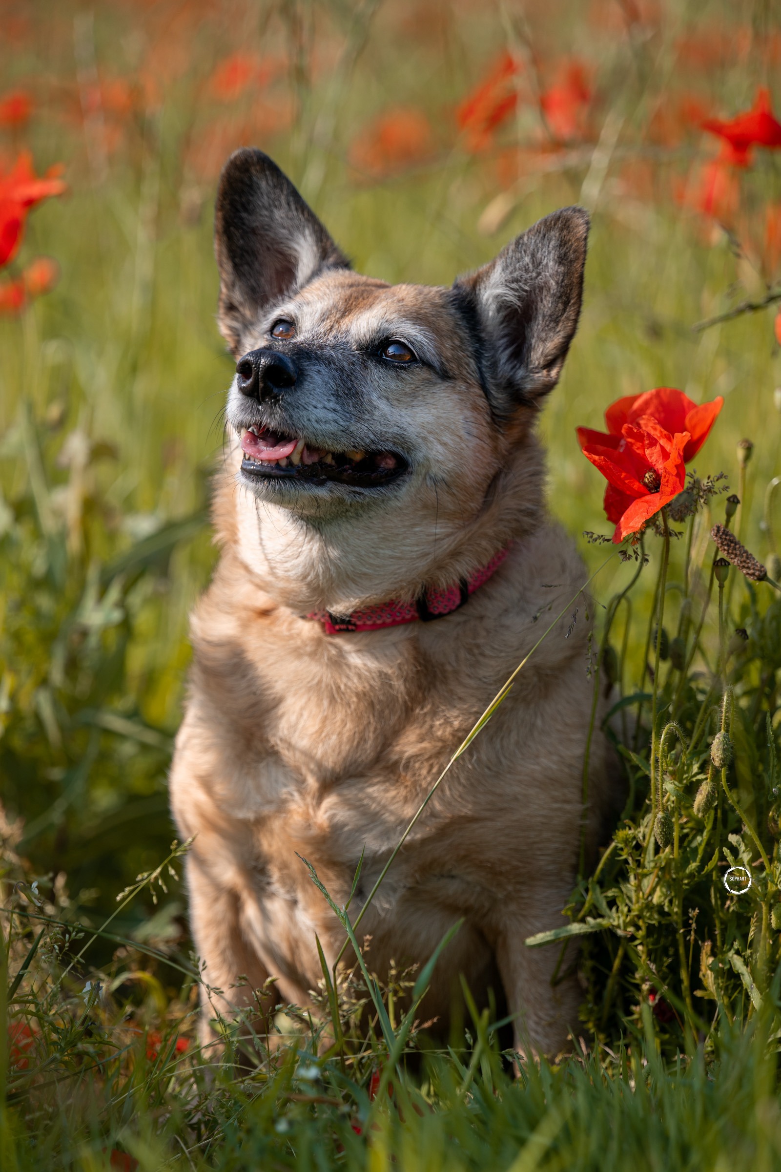 Sophart Photography Outdoor Hundefotografie