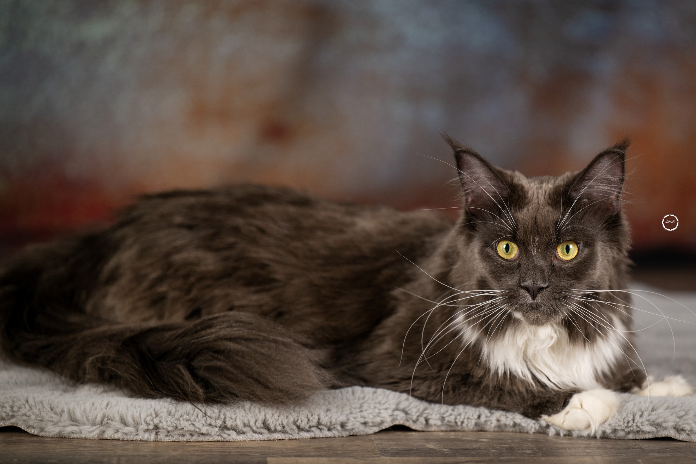 Sophart Photography Katzen Fotografie