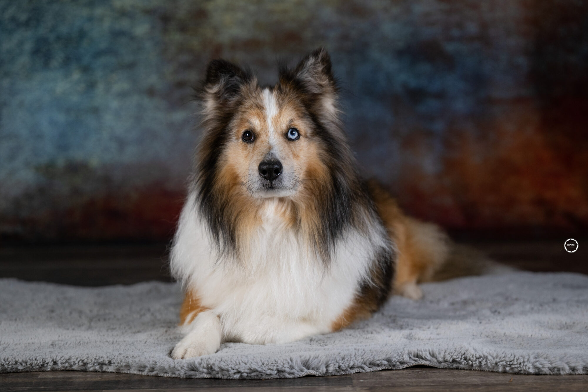 Sophart Photography Hunde Fotoshooting
